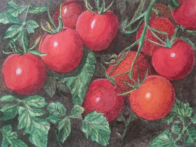 Leisa Gunton Tommy Toe Tomatoes